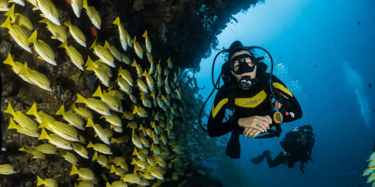 a happy scuba diver swims past a coral reef and a school of yellow snapper fish